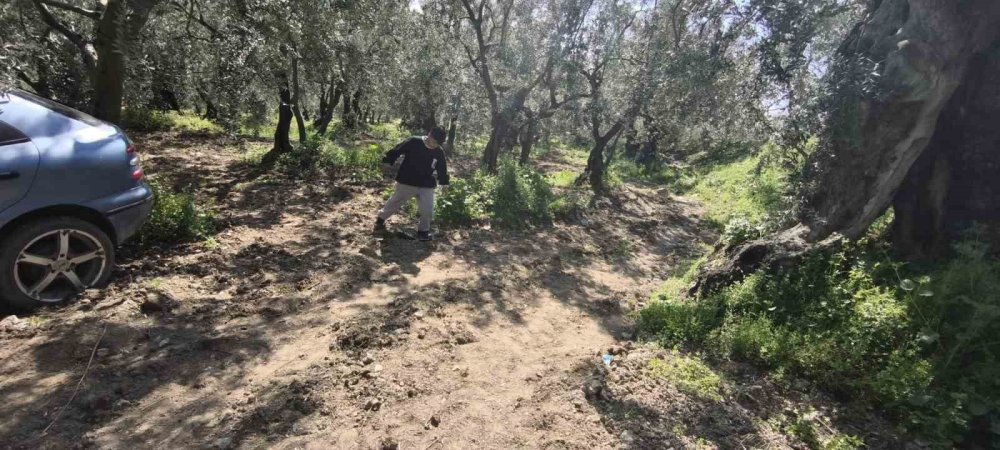 Köpeğe Çarpmamak İçin Manevra Yapan Sürücü Kaza Yaptı