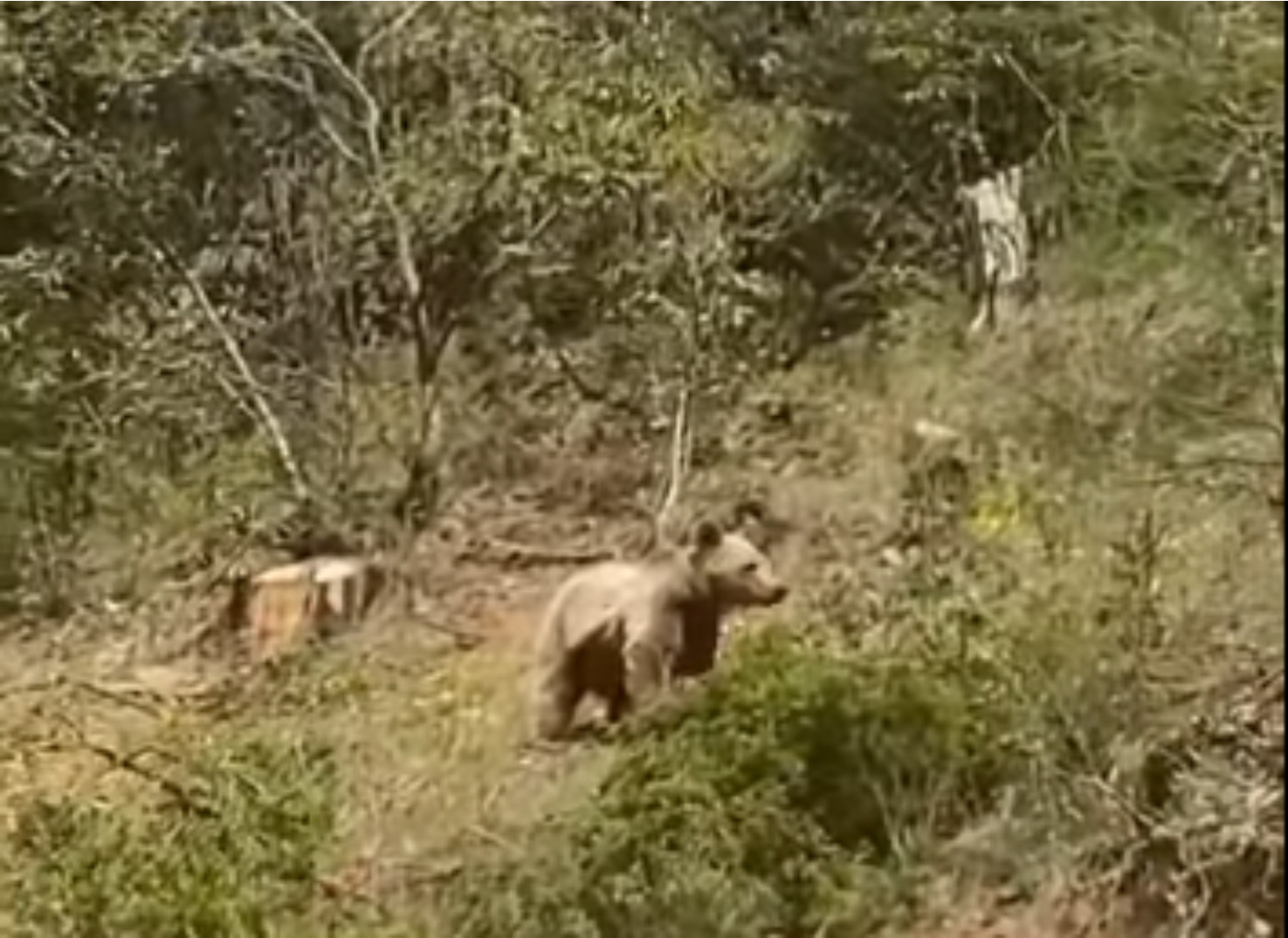 koye-inen-ayi-kayda-alindi.jpg