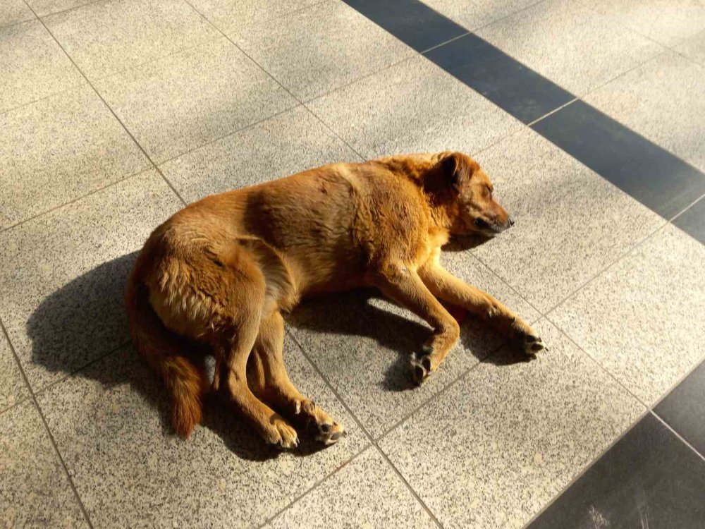 Soğukta Üşüyen Sevimli Köpekler Isınmak İçin Otogara Sığındı