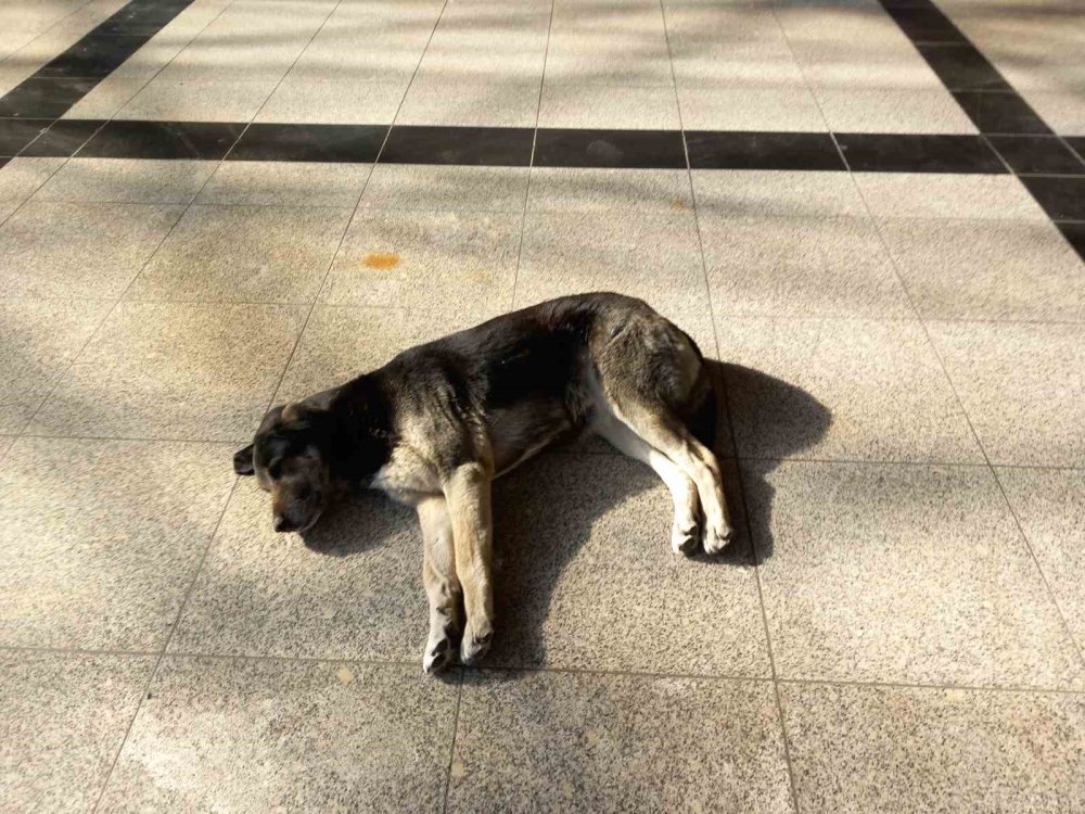 Soğukta Üşüyen Sevimli Köpekler Isınmak İçin Otogara Sığındı
