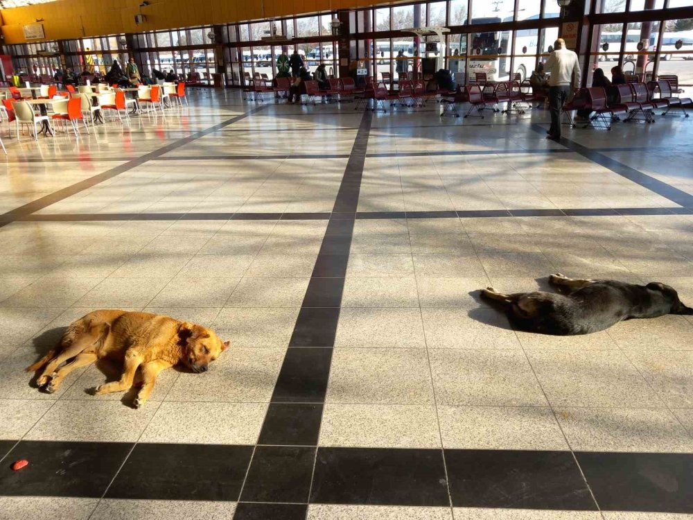 Soğukta Üşüyen Sevimli Köpekler Isınmak İçin Otogara Sığındı