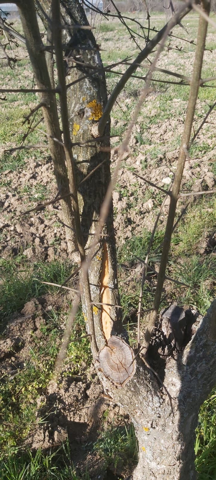 nar-agaclari-dondu-kurudu-uretici-ortada-kaldi-4.jpg