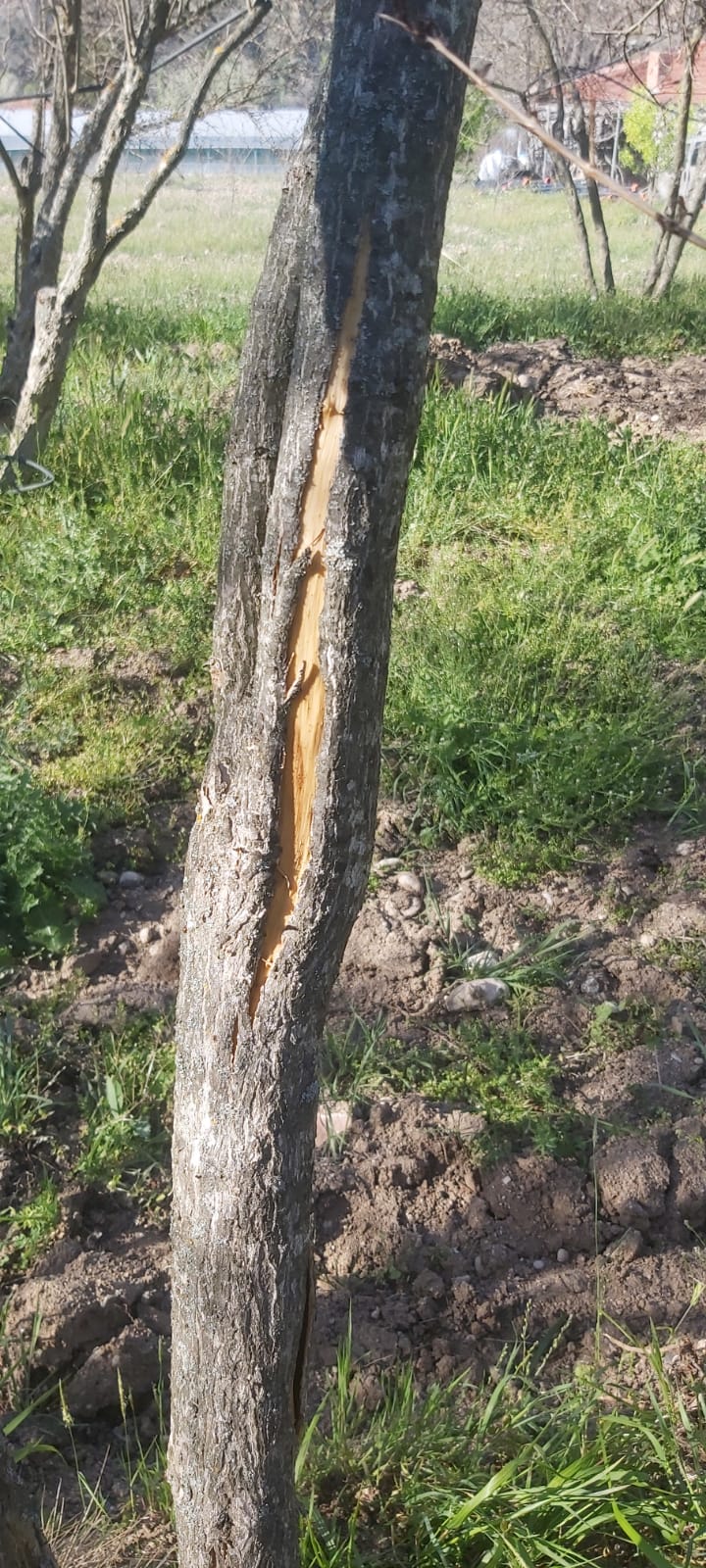 nar-agaclari-dondu-kurudu-uretici-ortada-kaldi-5.jpg