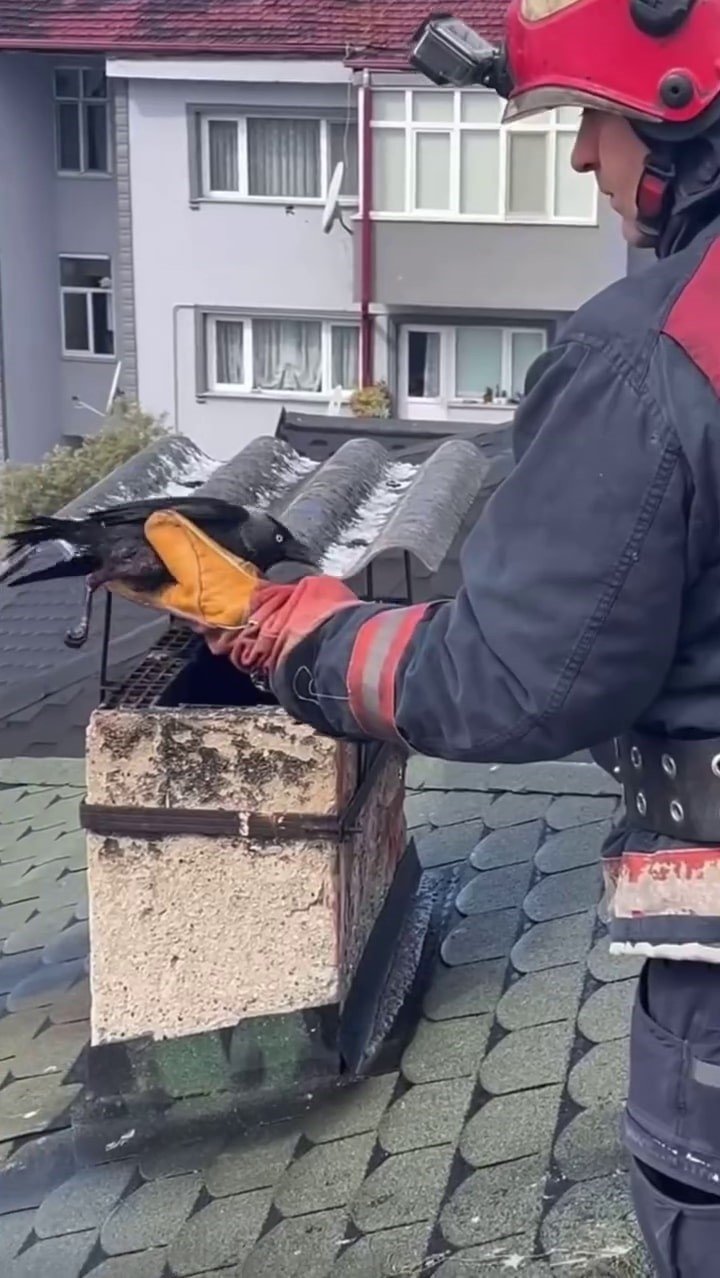 Antene Sıkışan Karga Özgürlüğüne Kavuştu
