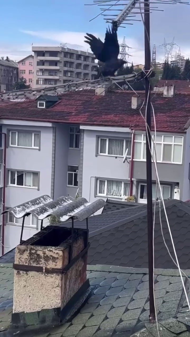 Antene Sıkışan Karga Özgürlüğüne Kavuştu