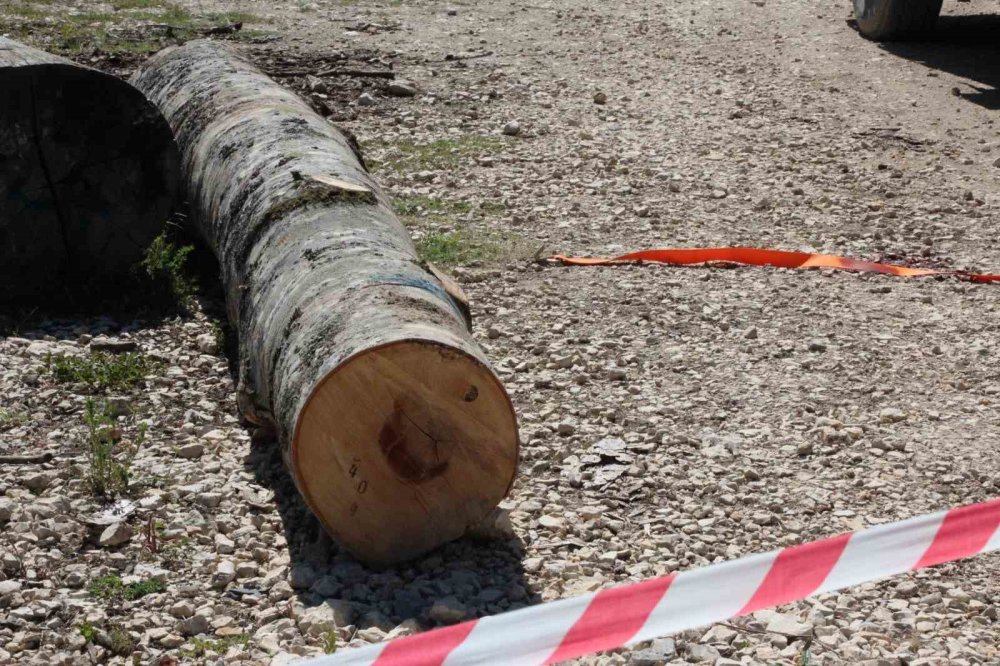 Tonlarca Tomruk Üzerine Devrildi!