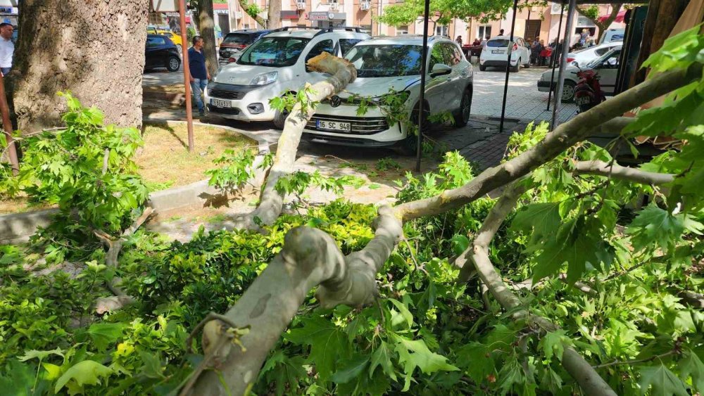Çınar Ağacının Kopan Dalı Lüks Araçta Hasara Yol Açtı