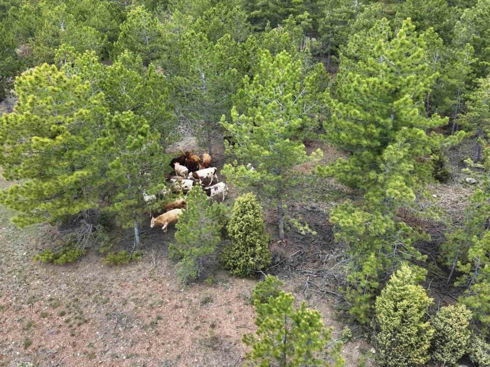 Kayıp Büyükbaş Hayvanlar Dronla Bulundu