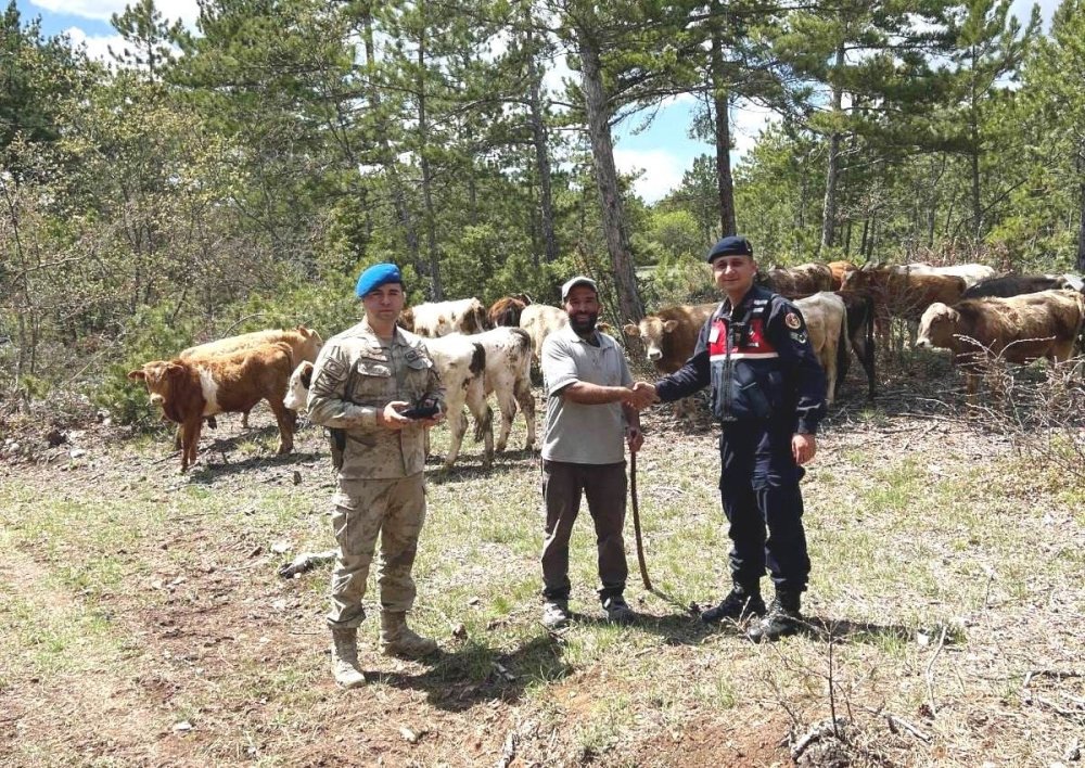 Kayıp Büyükbaş Hayvanlar Dronla Bulundu