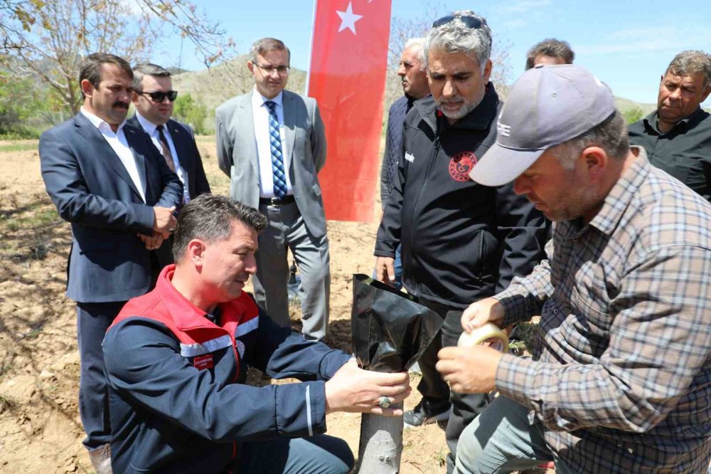 Ceviz Üretiminde Verim Artışı İçin Aşı Çalışması Başlatıldı