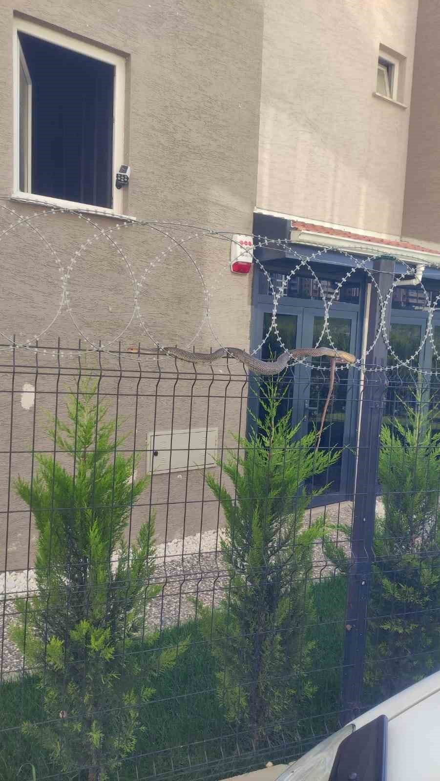 Tellere Dolanan 1,5 Metre Boyundaki Yılan Korkuttu