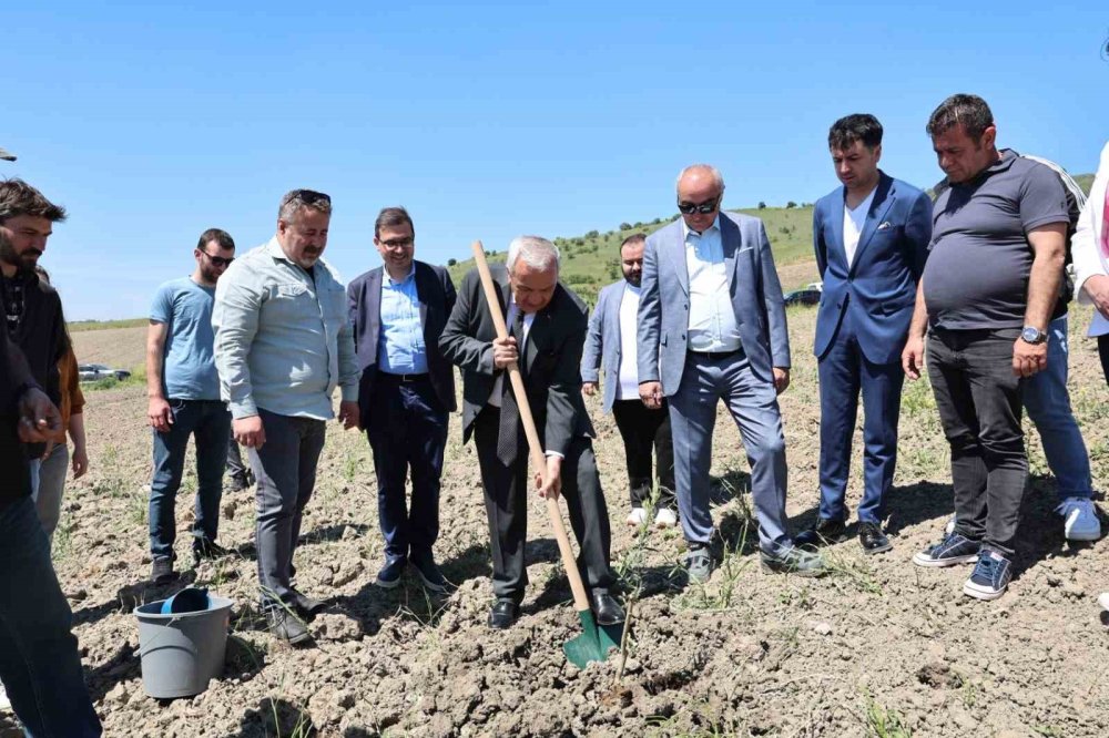 800 Zeytin Fidanı Toprakla Buluştu