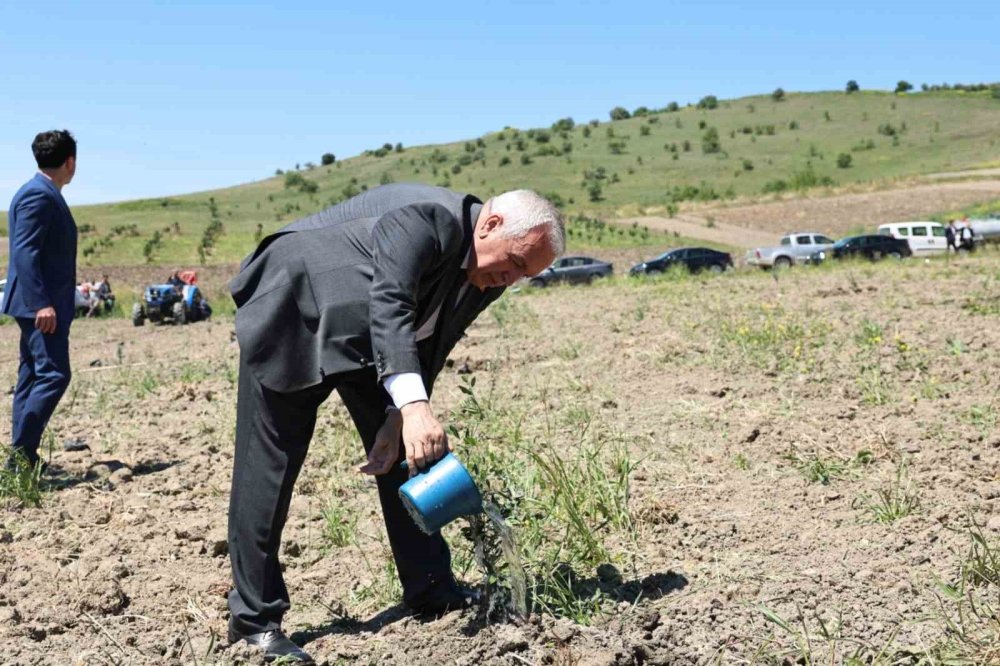 800 Zeytin Fidanı Toprakla Buluştu