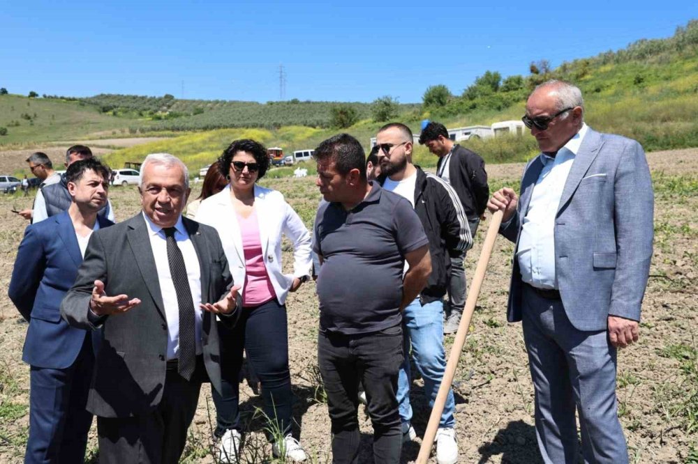 800 Zeytin Fidanı Toprakla Buluştu