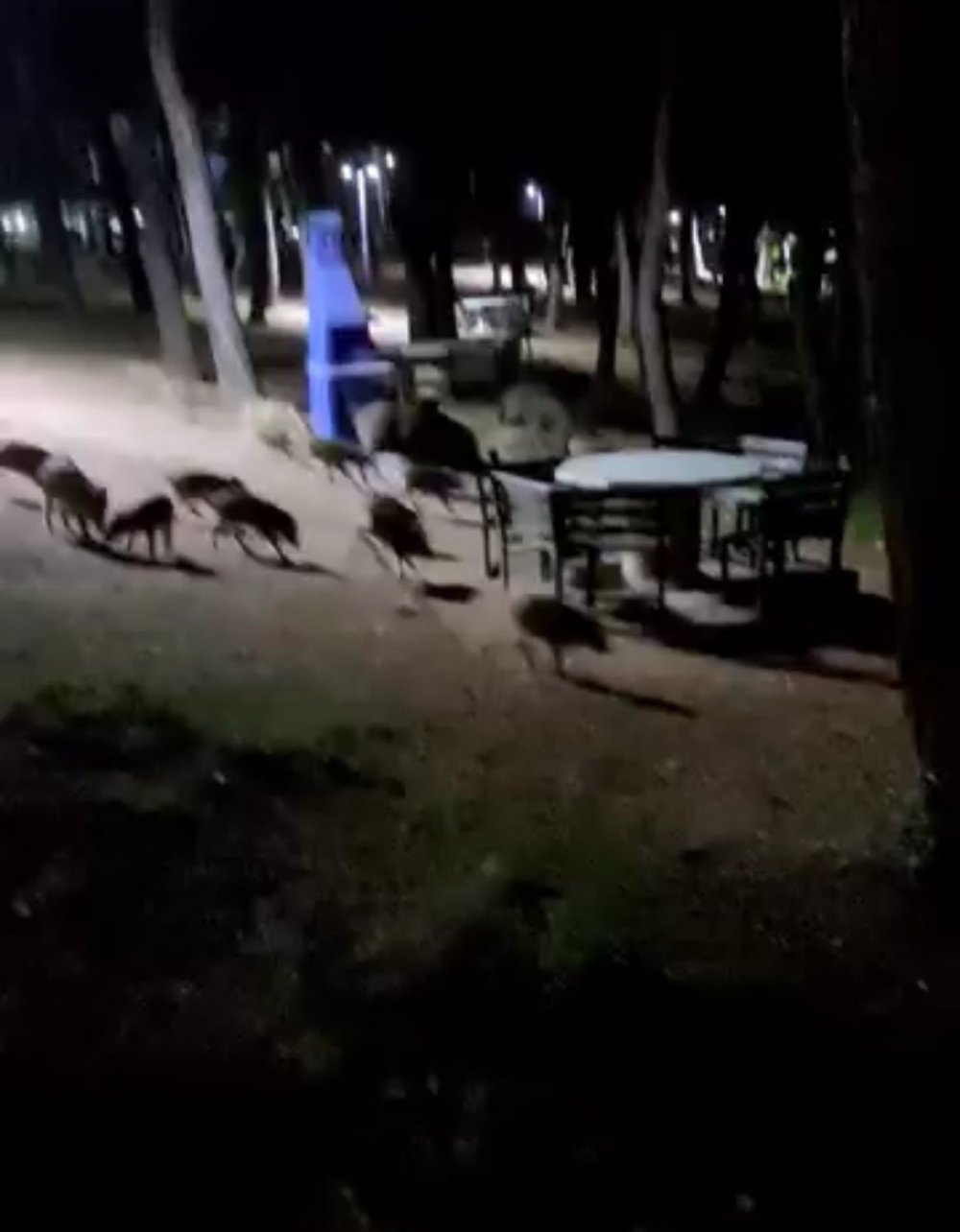 Karşılaştıkları Domuz Sürüsü Panik Oluşturdu