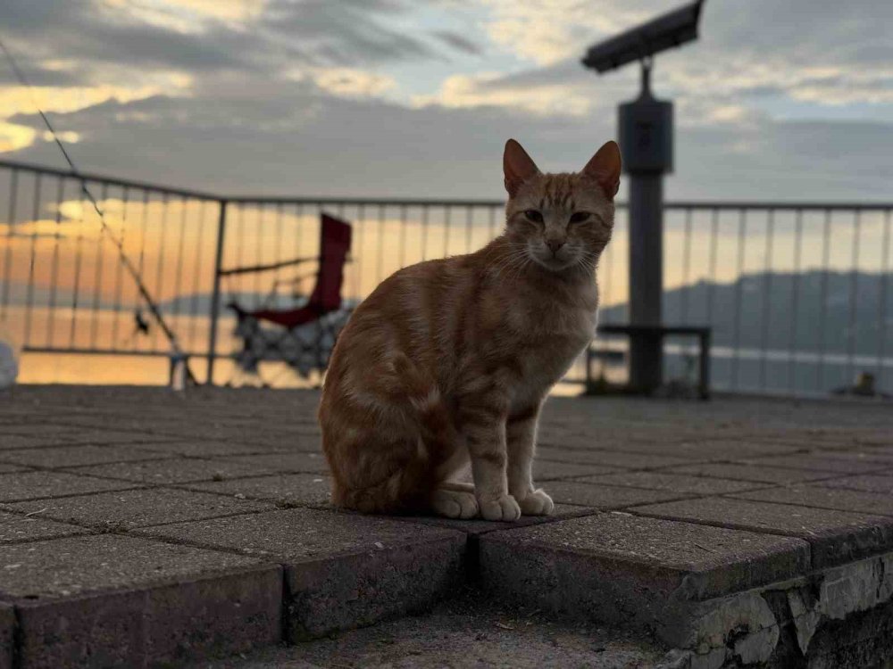 Gün Doğumu Ve Güneşin Göle Yansıttığı Yakamoz Mest Etti