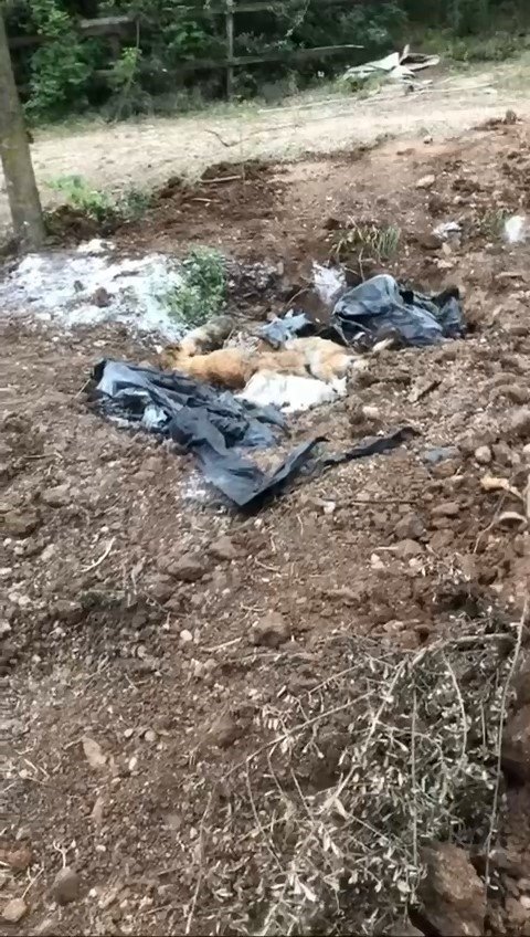 Ölen Köpekleri Mezardan Çıkarmaya Çalıştılar
