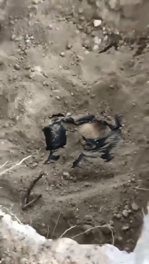 Ölen Köpekleri Mezardan Çıkarmaya Çalıştılar