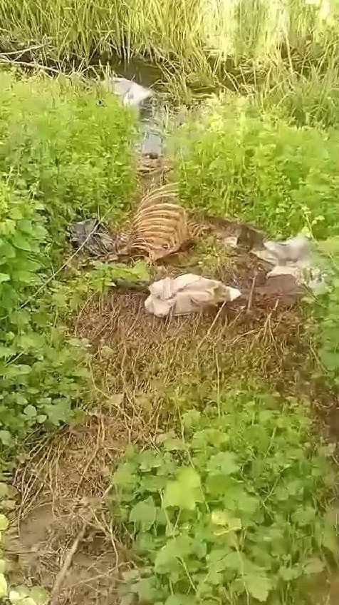 Dere Kenarında Parçalanmış Tek Tırnaklı Hayvan Kemikleri Bulundu