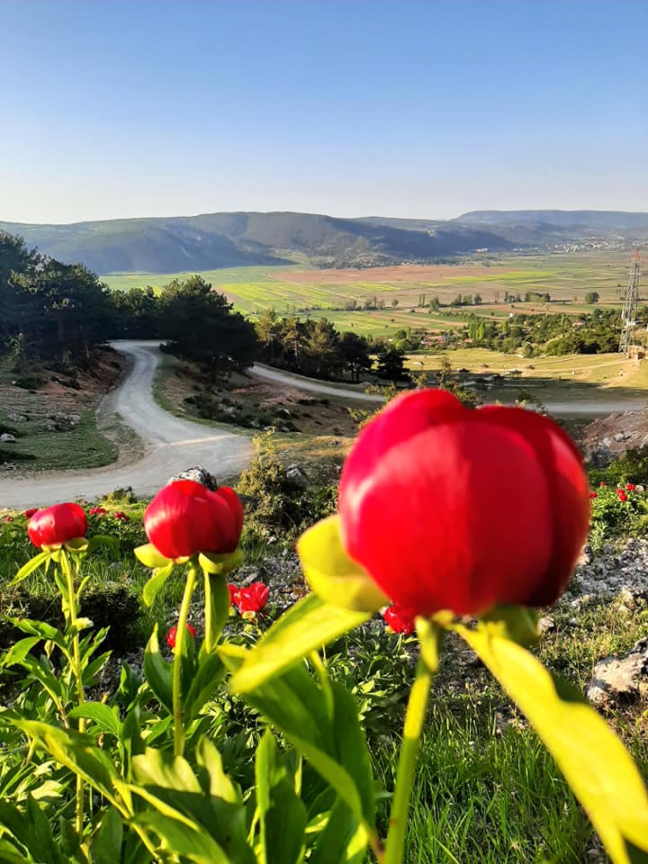 bu-cicegi-koparmanin-cezasi.jpg