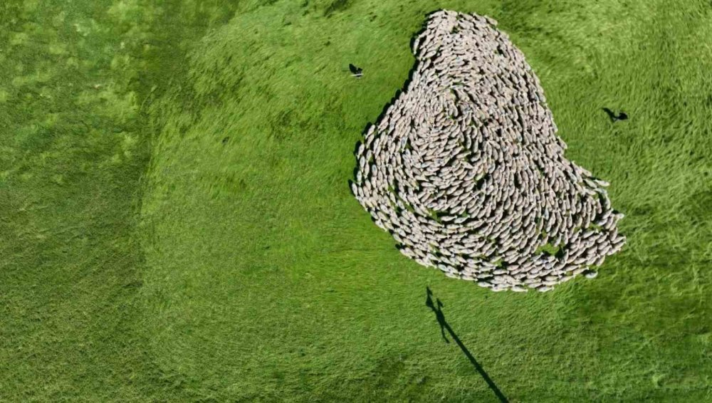 Meralarda Binlerce Koyun Görsel Şölen Yaşattı