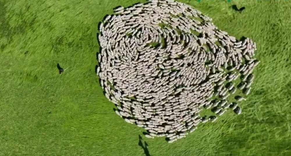 Meralarda Binlerce Koyun Görsel Şölen Yaşattı