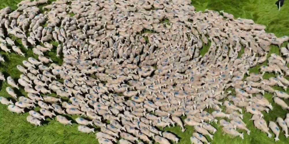 Meralarda Binlerce Koyun Görsel Şölen Yaşattı