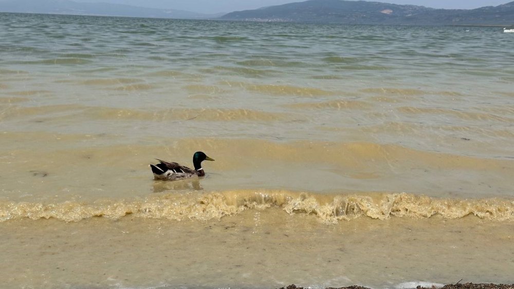 İznik Gölü'nde oluşan kirlilik endişeye sebep oldu