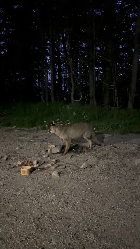 Tilkileri Besledi, O Anları Kayda Aldı