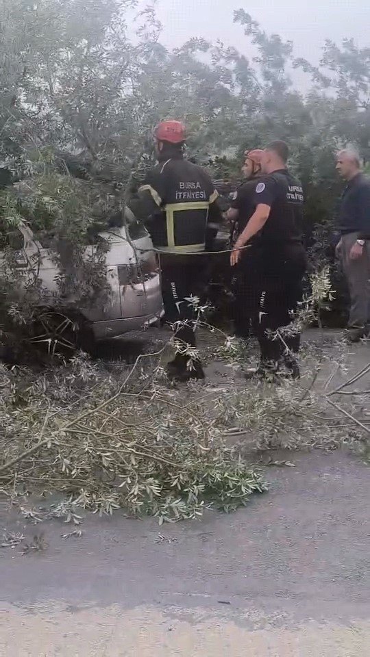 Ağaç Otomobilin Üzerine Devrildi