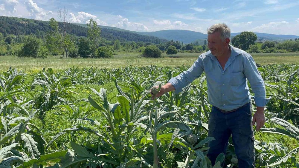 Dünyaca Ünlü Enginarları Hırsızlar Hasat Etti!