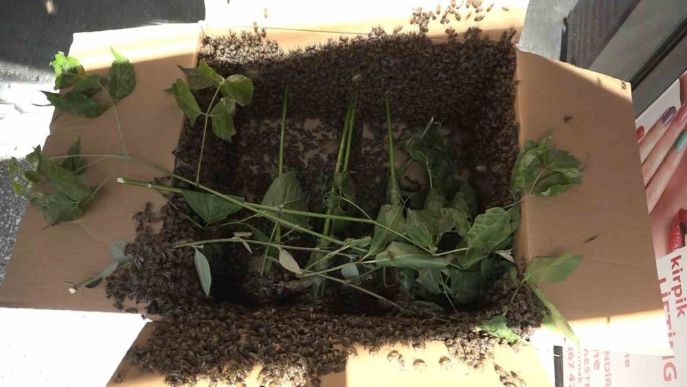 Binlerce Arı İş Merkezini Bastı