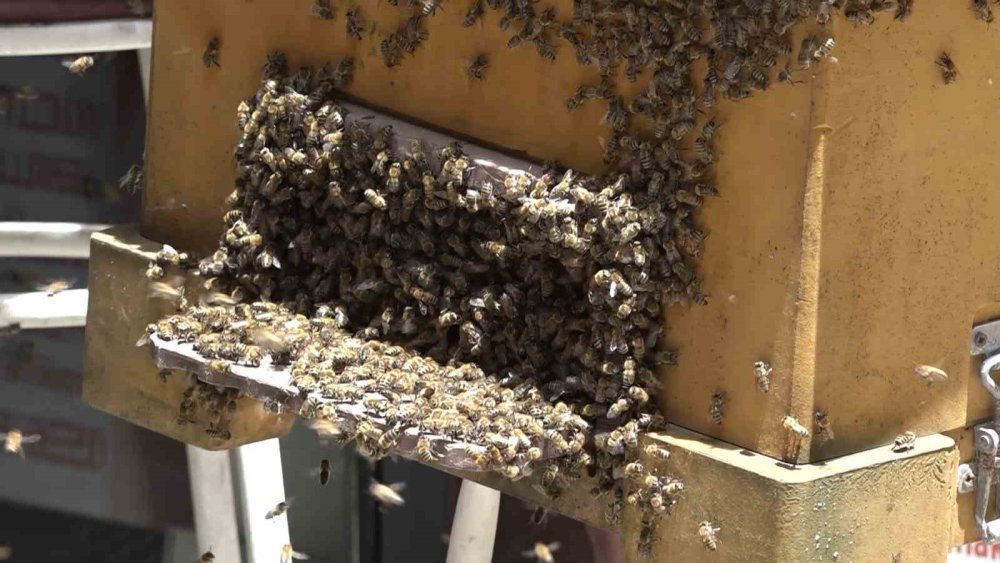 Binlerce Arı İş Merkezini Bastı