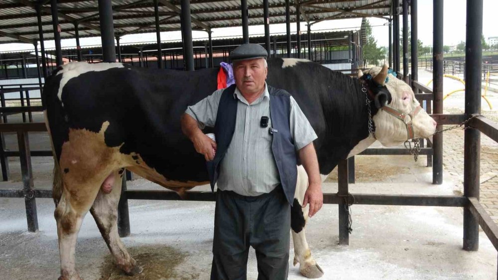 1 Ton 200 Kiloluk Kurbanlık 350 Bin Tl’ye Satıldı