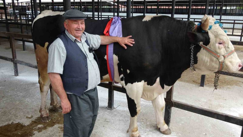 1 Ton 200 Kiloluk Kurbanlık 350 Bin Tl’ye Satıldı