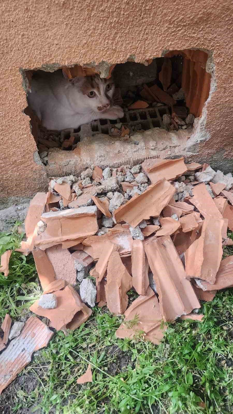 Duvarın İçinde Mahur Kalan Kedi Ekipler Tarafından Kurtarıldı