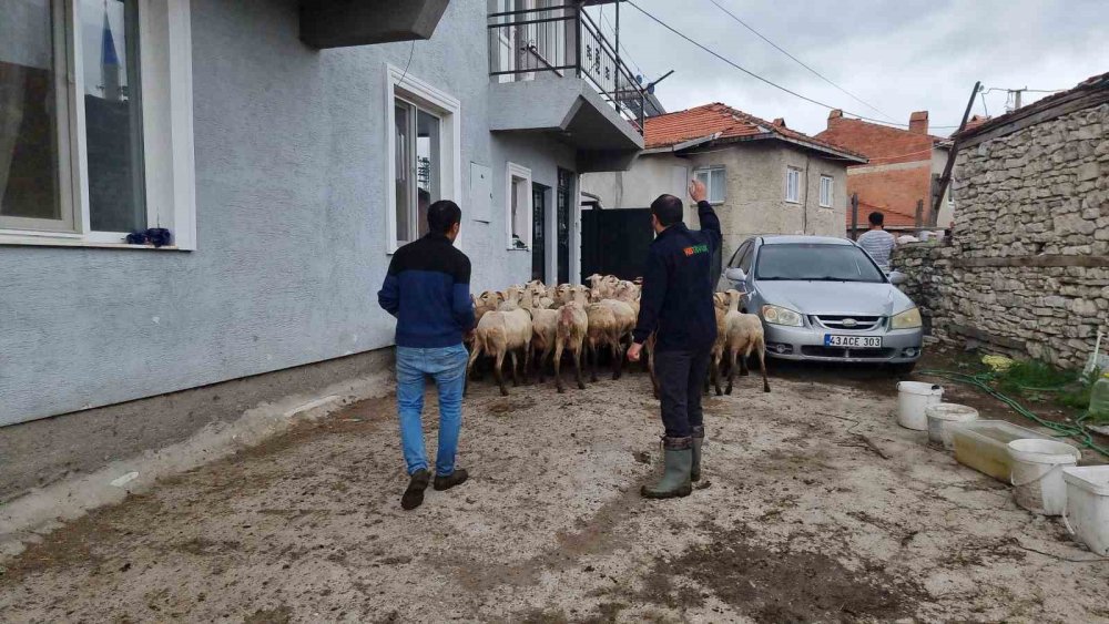 Kurtların Saldırısında 11 Koyun Telef Oldu