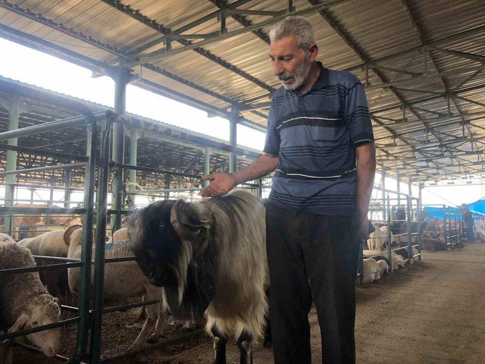 ’Kocaoğlan’ Hayvan Pazarının Gözdesi Oldu