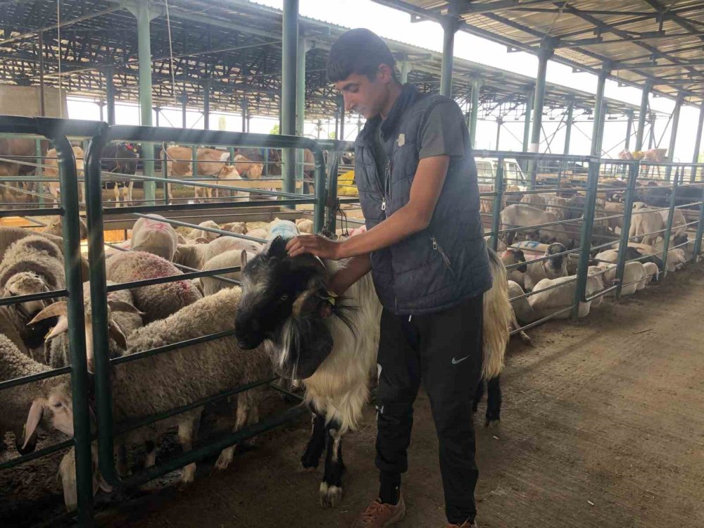 ’Kocaoğlan’ Hayvan Pazarının Gözdesi Oldu