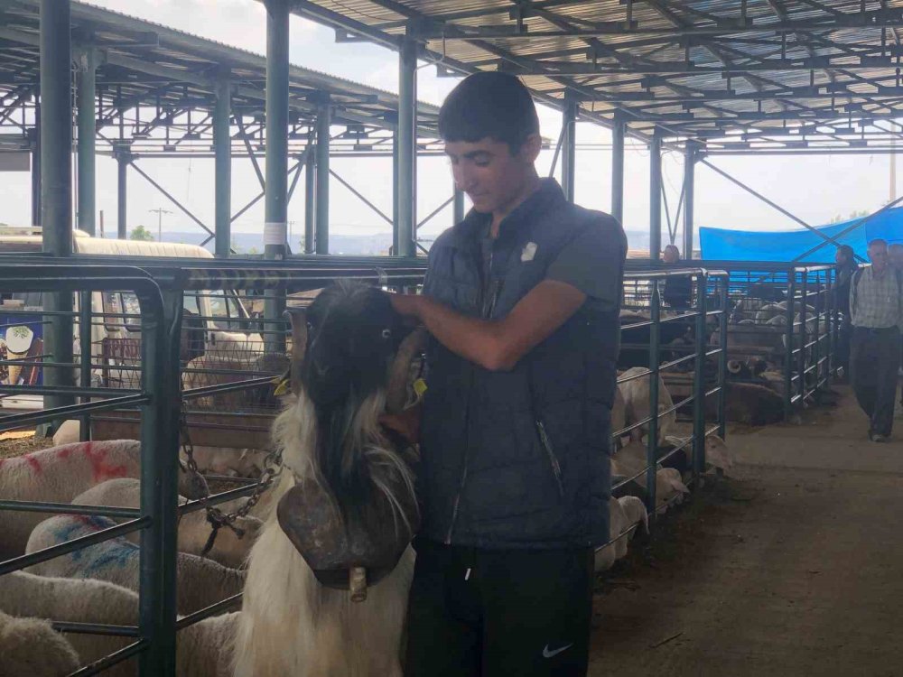 ’Kocaoğlan’ Hayvan Pazarının Gözdesi Oldu