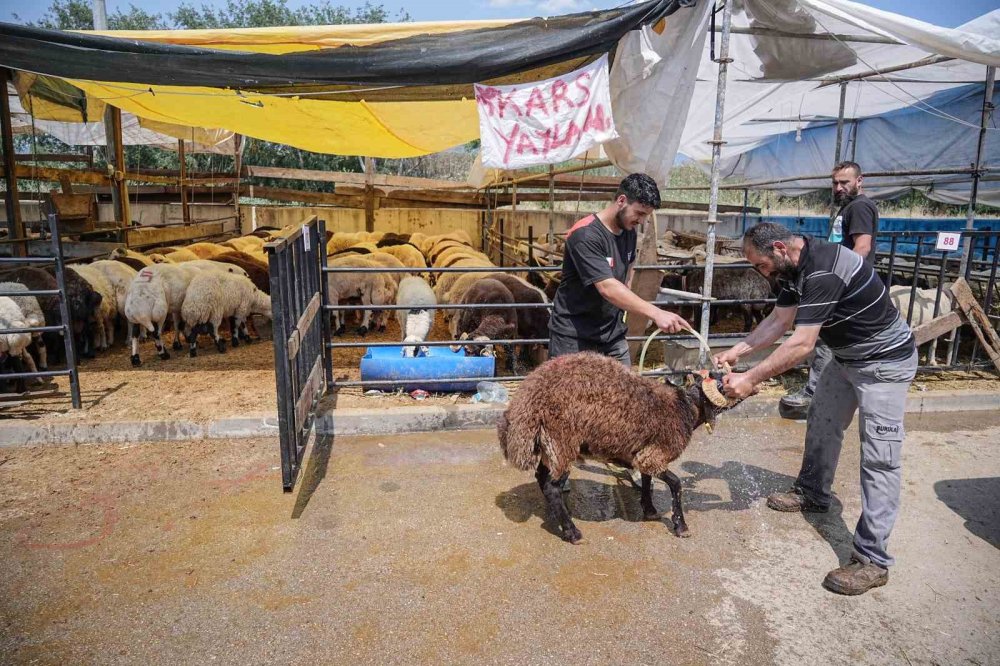 Kurban Pazarının Gözdesi...4 Boynuzlu Koçu Görenler Şaşırıyor
