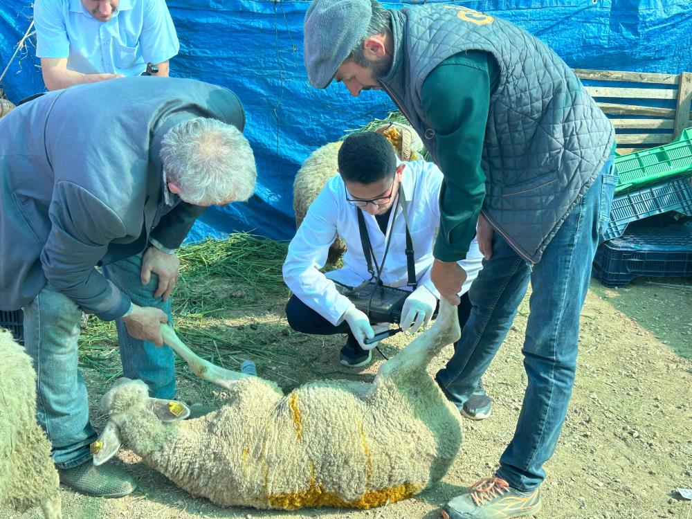 kurban-satis-pazarinda-hayvanlara-gebelik-testi-yapiliyor.jpg