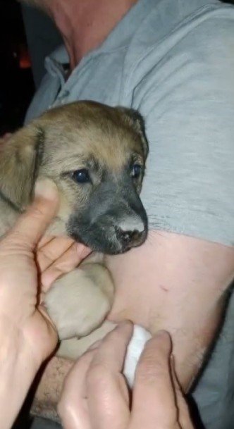 Oedaş Trafoda Mahsur Kalan Yavru Köpeğe Duyarsız Kalmadı