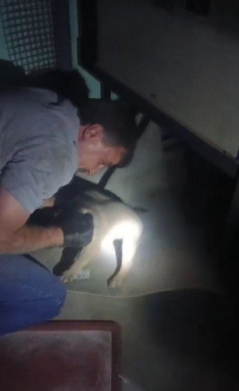 Oedaş Trafoda Mahsur Kalan Yavru Köpeğe Duyarsız Kalmadı