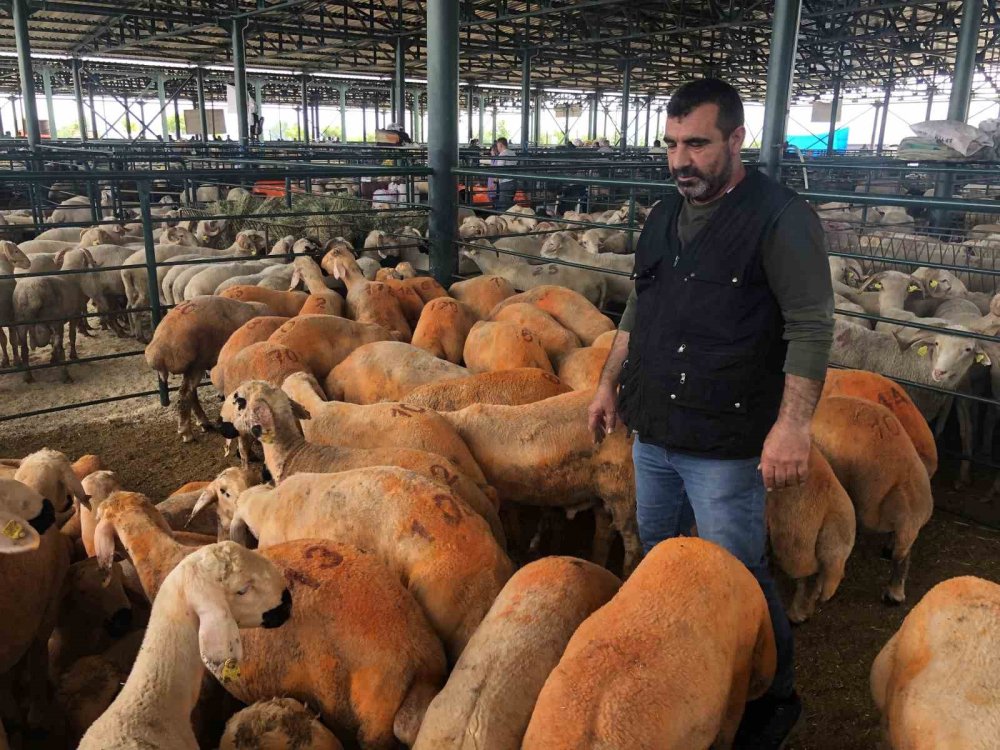Turuncu Renkli Sivas Kangal Kuzuları Hem Renkleri Hem De Lezzetleriyle Dikkat Çekiyor
