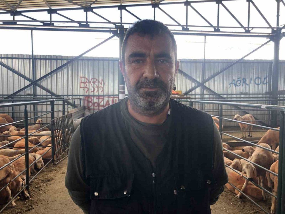 Turuncu Renkli Sivas Kangal Kuzuları Hem Renkleri Hem De Lezzetleriyle Dikkat Çekiyor