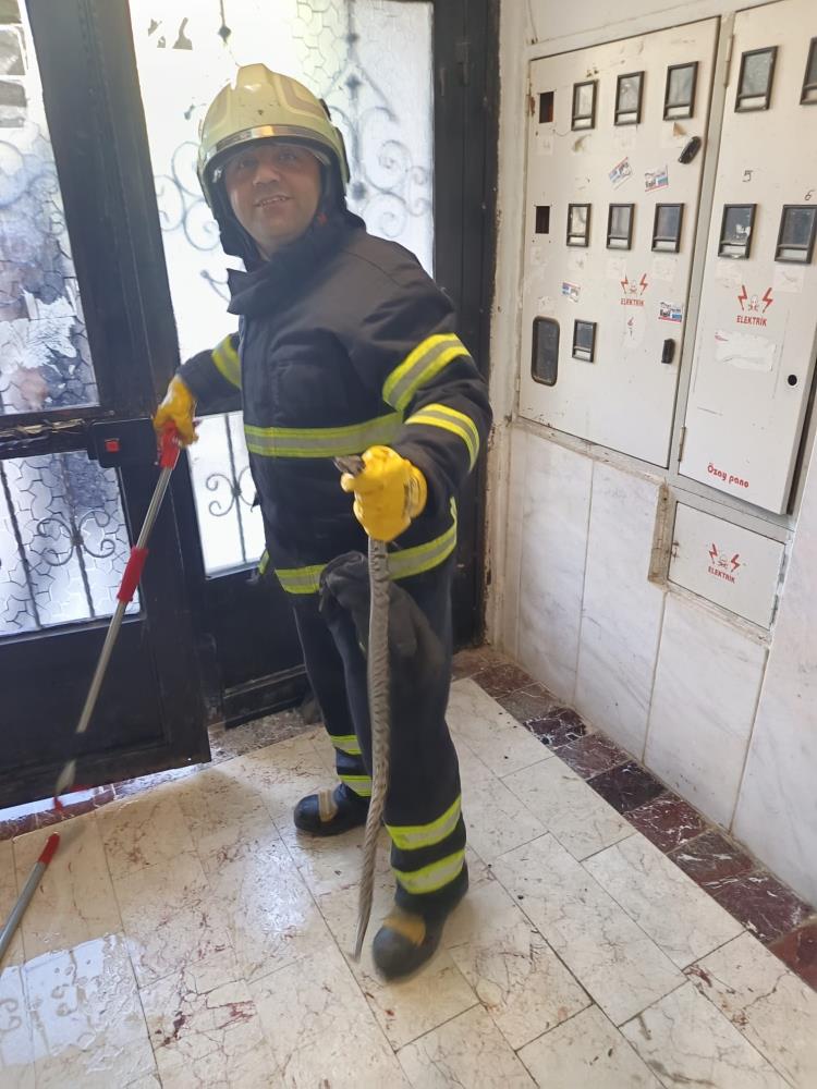 apartmana-giren-yilani-itfaiye-ekipleri-yakaladi.jpg
