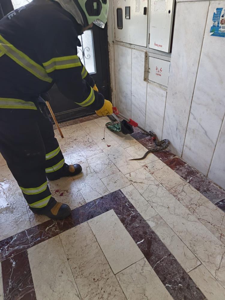 apartmana-giren-yilani-itfaiye-ekipleri-yakaladi1.jpg