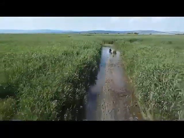 Sülük Toplamak İçin Gitti Kayboldu