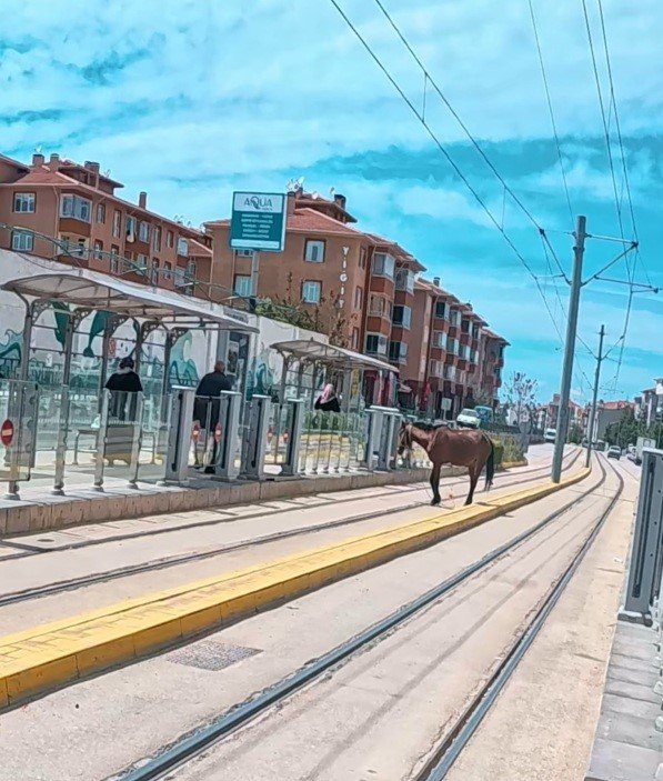 Tramvay Rayları Üzerindeki Başı Boş At Görenleri Şaşırttı